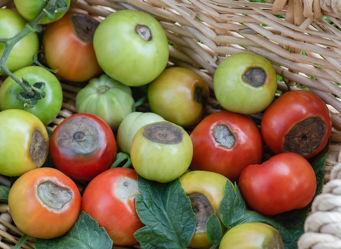 Na spodzie pomidora, zazwyczaj w miejscu po kwiecie, pojawia się zapadnięta, brunatna lub czarna plama.