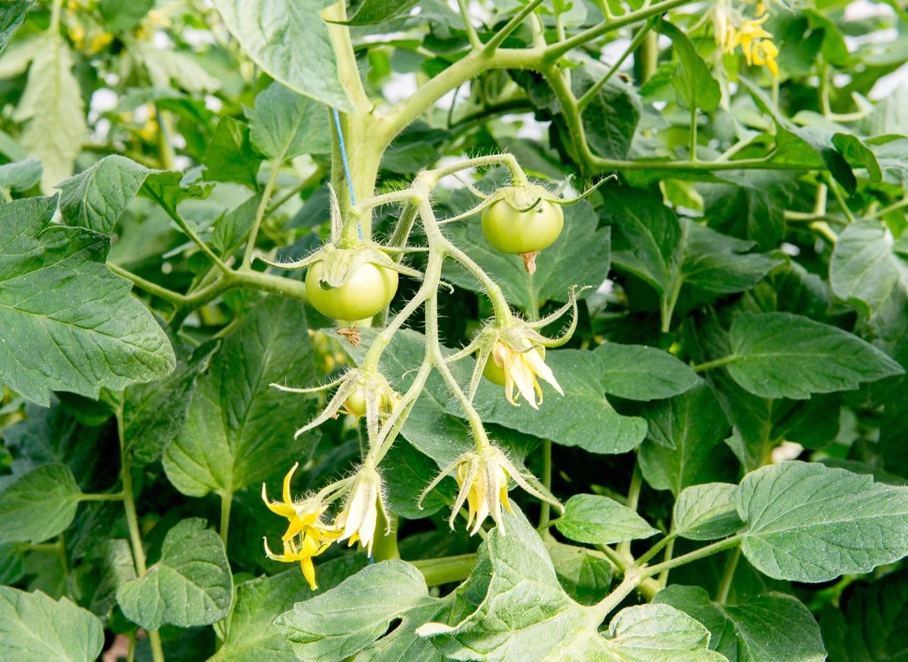 Średnio pierwsze owoce pomidorów dojrzewają po 60–80 dniach od posadzenia.