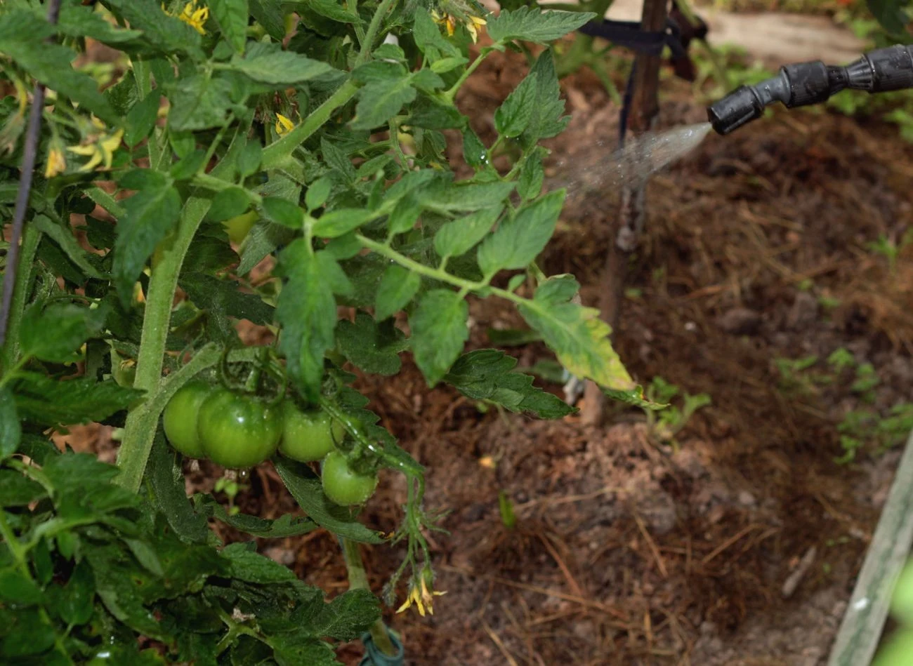 Opryski wapniowe chronią pomidory przed suchą zgnilizną wierzchołkową.