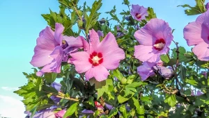 Podpowiadamy, jak dbać o hibiskusa ogrodowego w czerwcu.