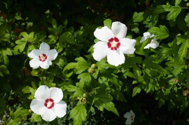 Hibiskus ogrodowy nie jest wymagający, ale potrzebuje systematycznego nawożenia