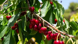Robaki w czereśniach. Jak pozbyć się nasionnicy trześniówki?