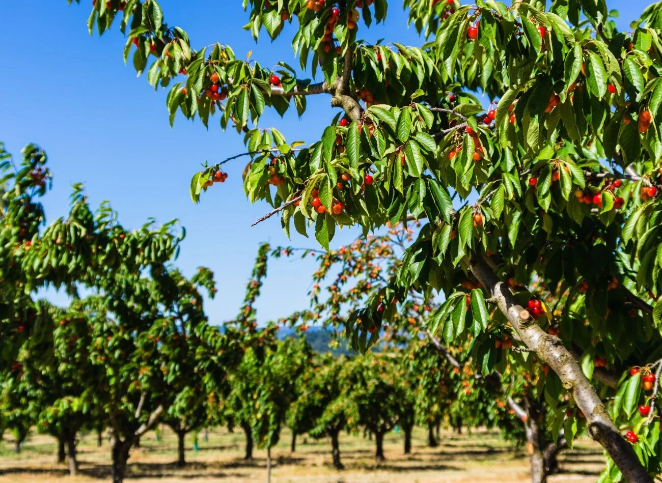 Oprysk z piołunu jest bezpieczny dla czereśni i skutecznie odstrasza nasionnice trześniówkę.