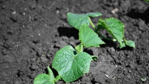 Domowy nawóz sprawia, że poprawia się struktura gleby, zwiększa aktywność mikroorganizmów, a ogórki stają się bardziej odporne na choroby./123