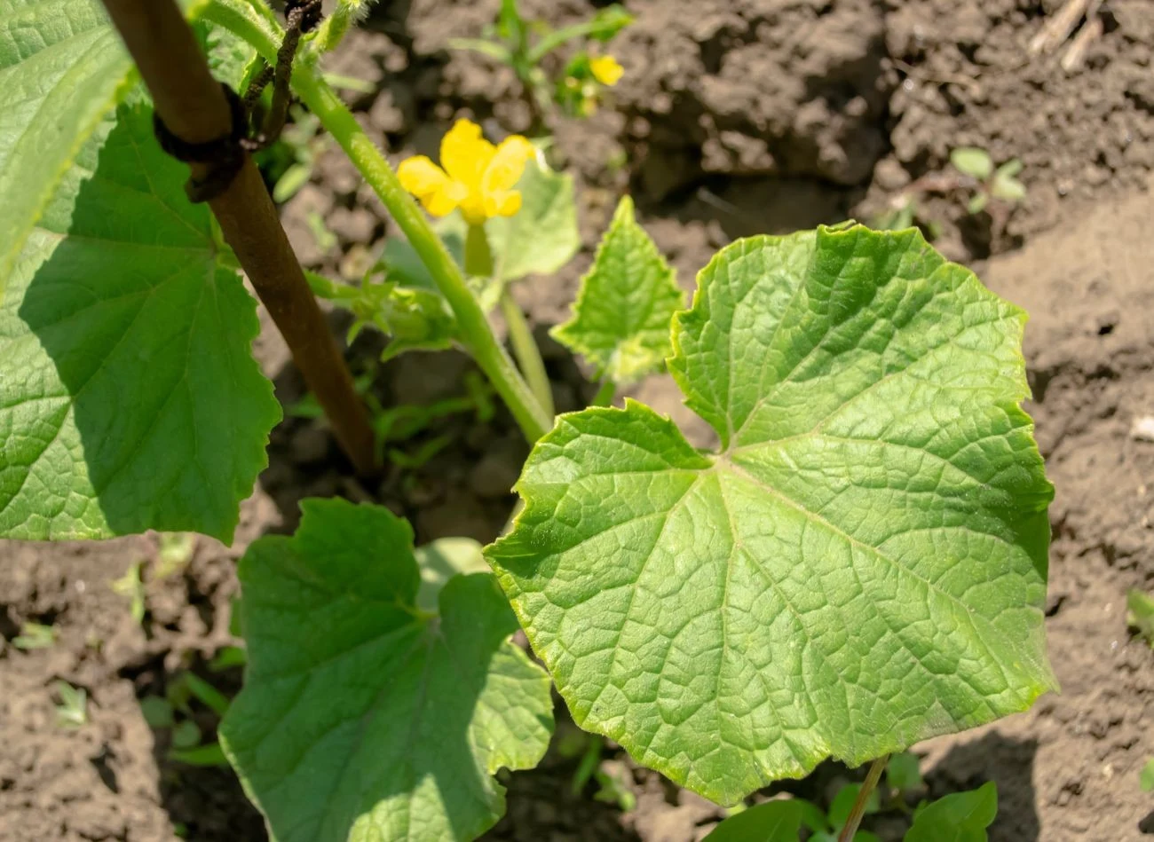 Jak przygotować nawóz z drożdży do ogórków? Są dwie metody.