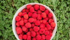 Malinotruskawka to krzewinka o bardzo smacznych owocach.