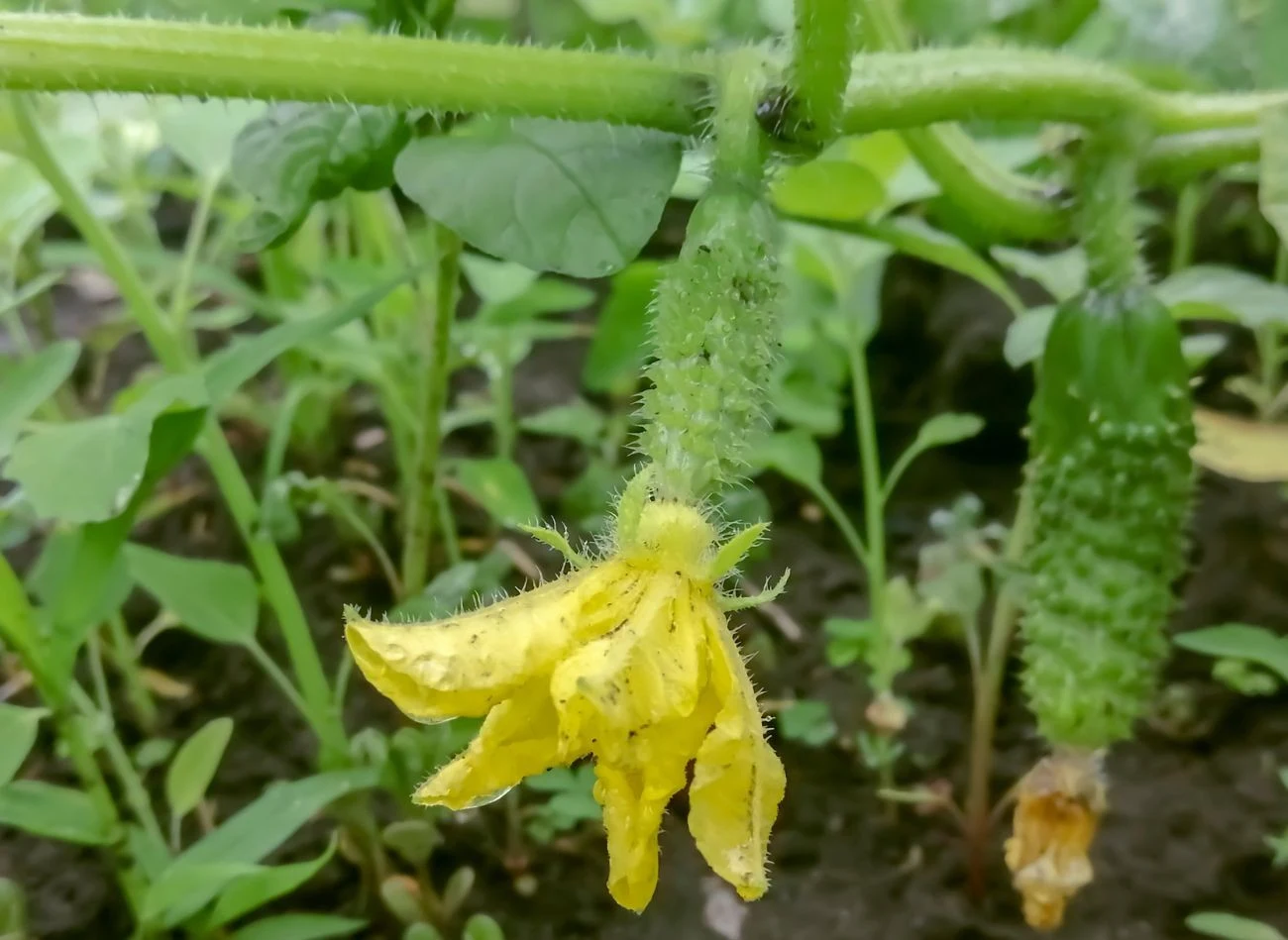 Ogórki należy podlewać nawozem z drożdży co dwa tygodnie.