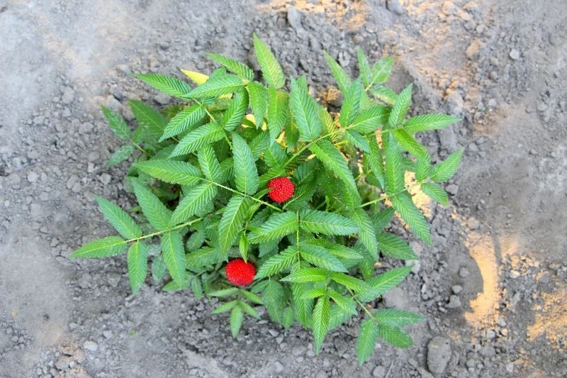 Warto pamiętać o podlewaniu malinotruskawki