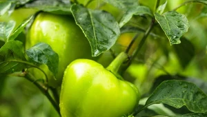 Domowy nawóz prosta, tania i niezwykle skuteczna metoda, dzięki której papryki będzie dużo więcej.