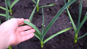 Jak zwiększyć plony czosnku przed zbiorem?