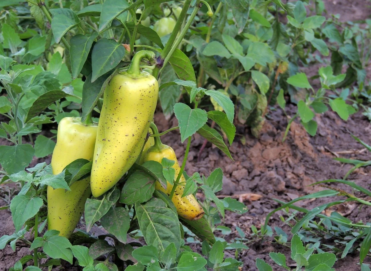 Jakie odmiany papryki wybrać do uprawy?