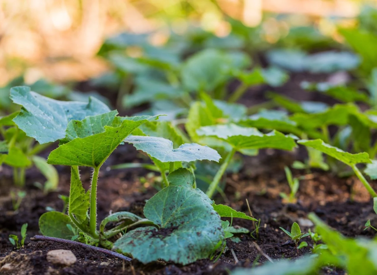 Usuwanie liści ogórka sprawia, że warzywo nie jest narażone na patogeny i choroby.