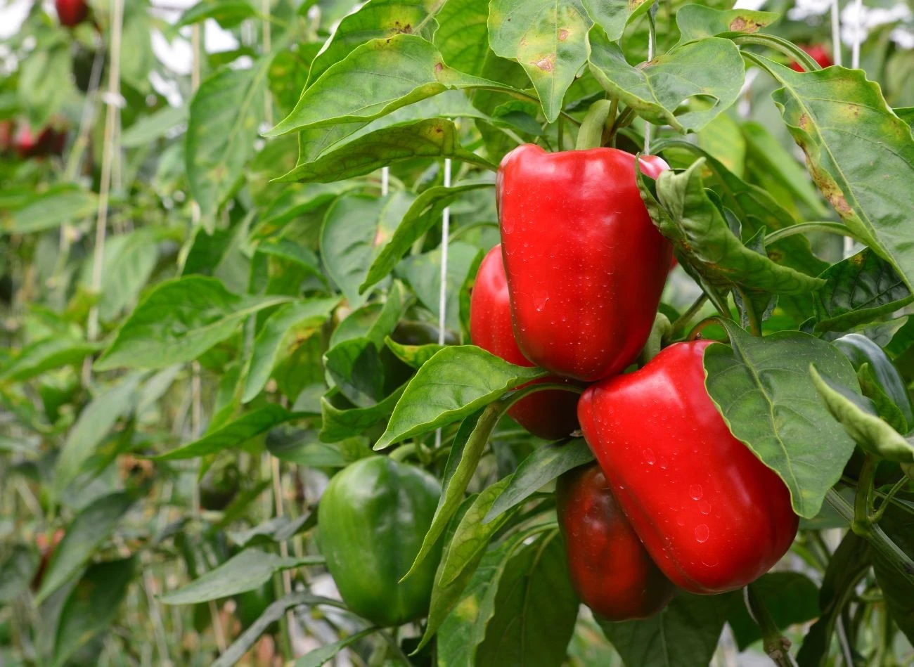 Papryka ma wysokie wymagania względem wilgotności powietrza i gleby.