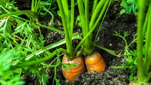 Chcesz mieć duże i zdrowe marchewki? Przerywaj regularnie i podsyp tym w czerwcu