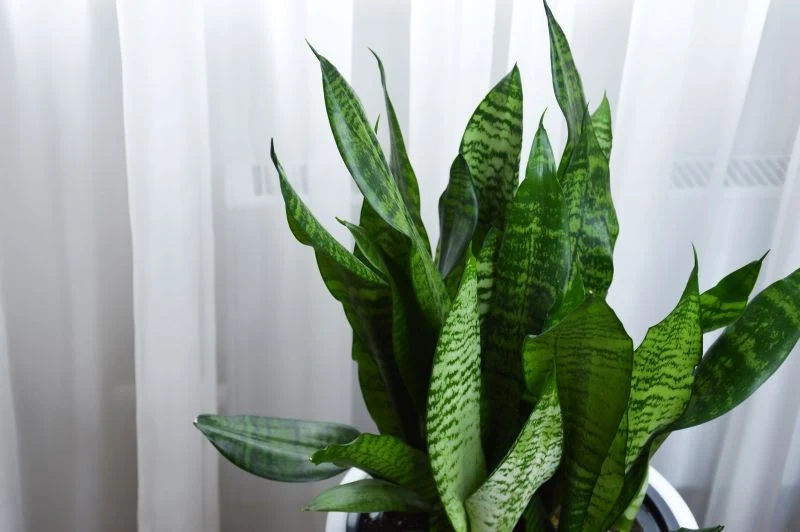 Latem nie powinniśmy narażać sansewierii na bezpośrednie działanie promieni słonecznych