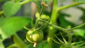 Co sprawia, że pomidory są słodkie?