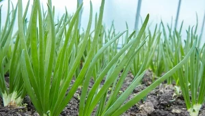 Jak rozpoznać, że cebula potrzebuje składników odżywczych? Ten naturalny nawóz wzmacnia i podwaja plony