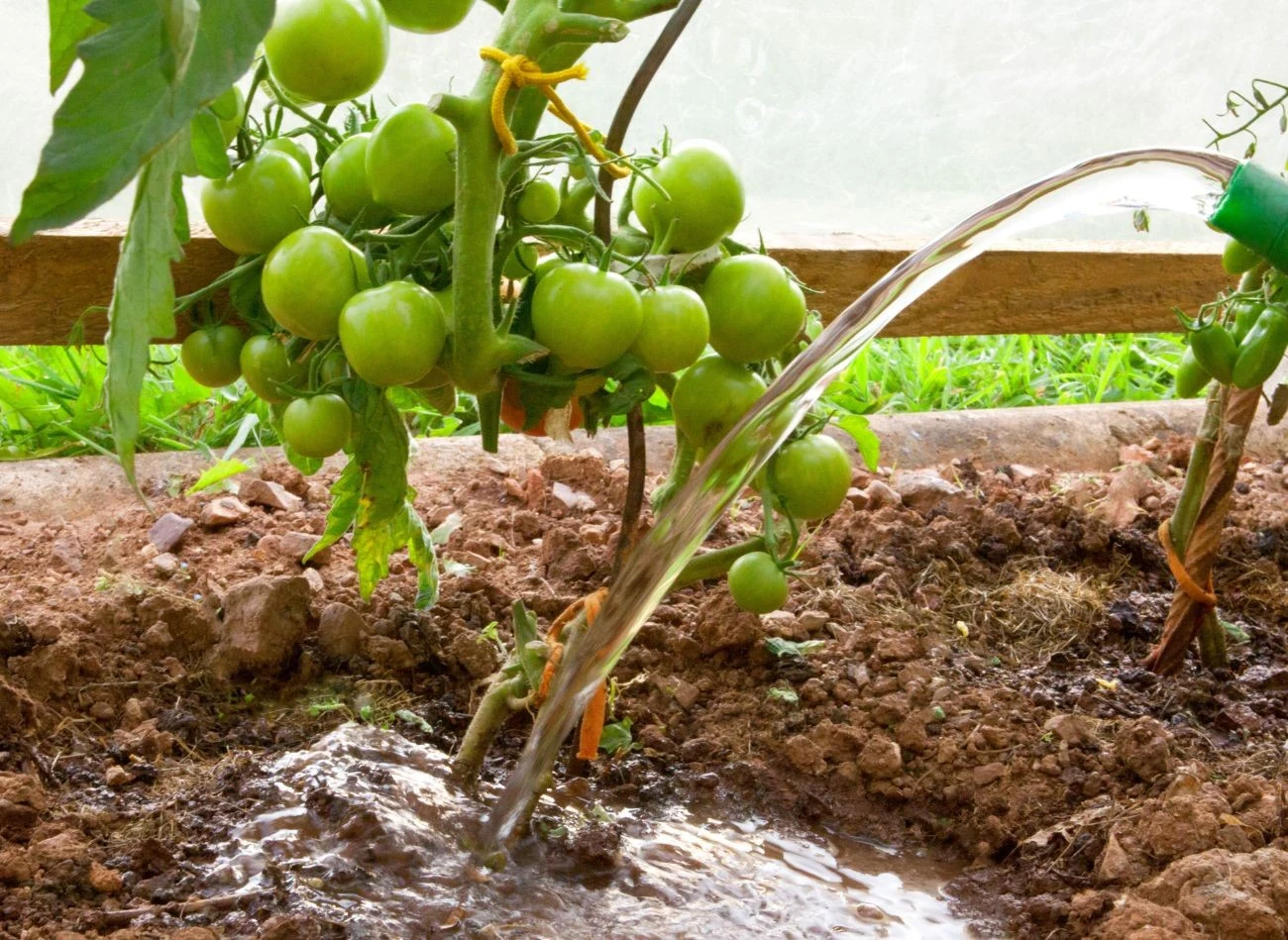 Właściwe podlewanie pomidorów to klucz obfitego plonowania i słodkich owoców.