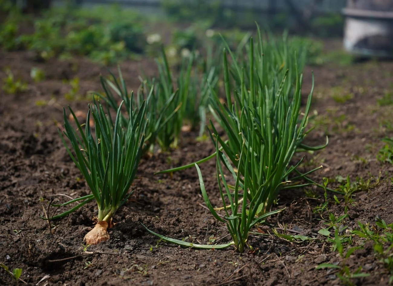 Naturalne nawozy sprawiają, że cebula nie choruje, ma twarde i duże główki.