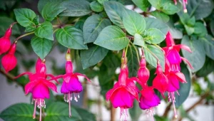 Jak skłonić fuksję do obfitego kwitnienia?