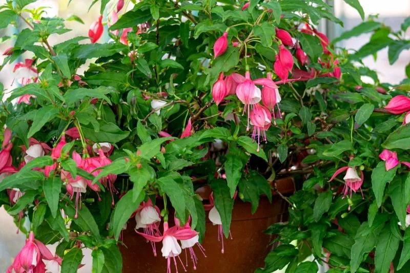 Błędy w podlewaniu są częstą przyczyną słabego kwitnienia fuksji