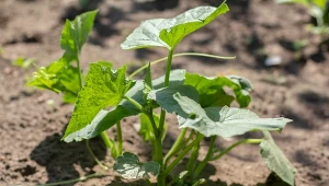 Podpowiadamy, jak zrobić domowy oprysk na choroby grzybowe ogórków.