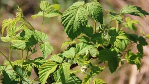 Nawożenie malin letnich. Ten naturalny dokarmiacz pomoże zawiązać więcej owoców
