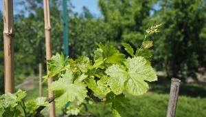 Pielęgnacja winogron w czerwcu, gdy wypuszczają wąsy. Jak wzmocnić owocowanie?