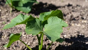 Jak zadbać o ogórki gruntowe w naturalny sposób? Do ich nawożenia idealnie sprawdzi się leoandryt.