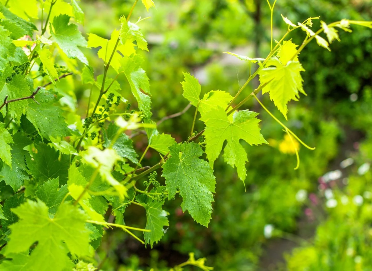 Wąsy czepne w uprawie przydomowej wpływają niekorzystnie na owocowanie winorośli.
