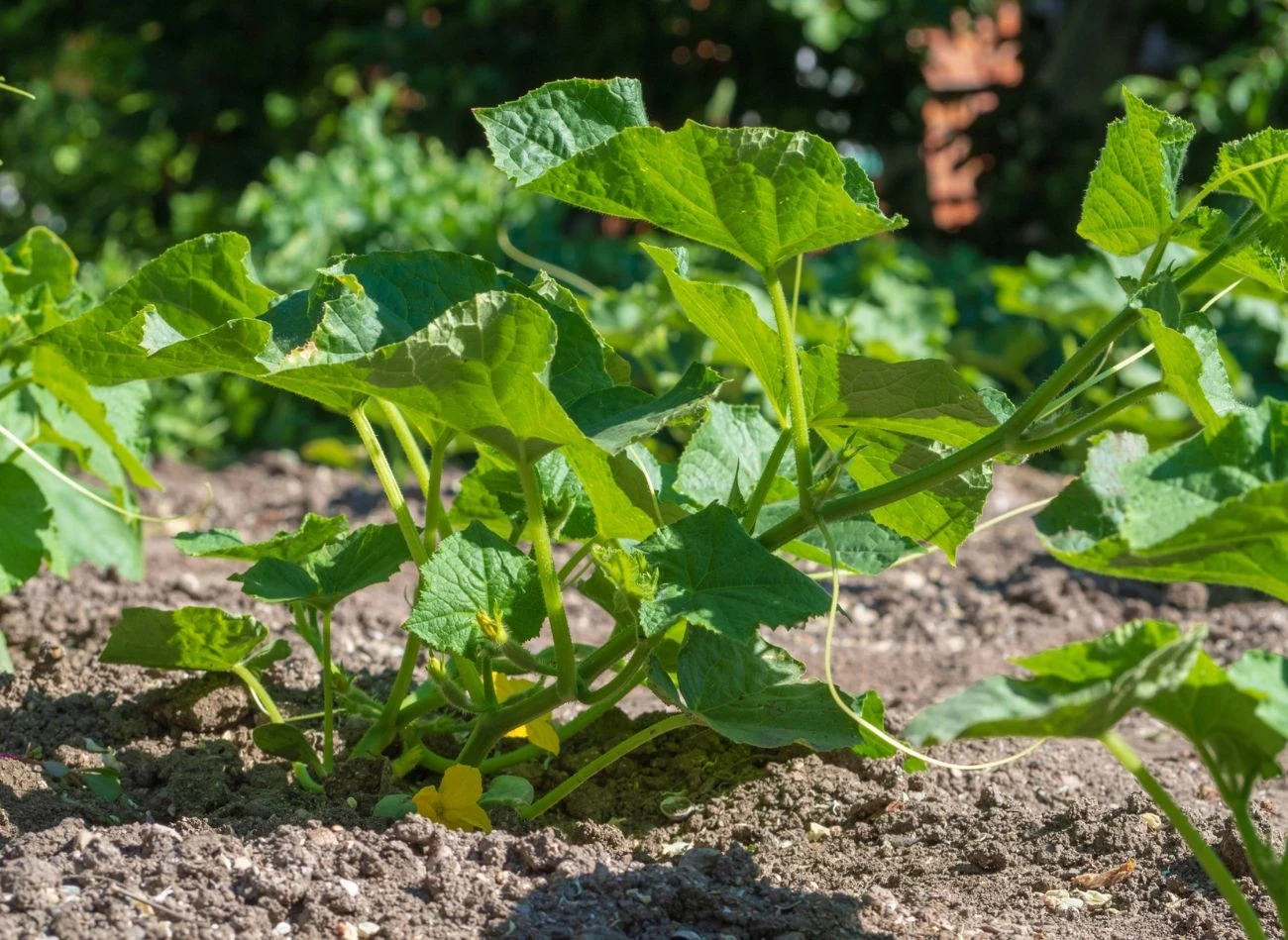 Leonardyt poprawia strukturę gleby
