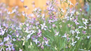 Lewkonia letnia jest idealna do ogrodów przydomowych i tarasów. Sama się rozsiewa. Fot. katerynap
