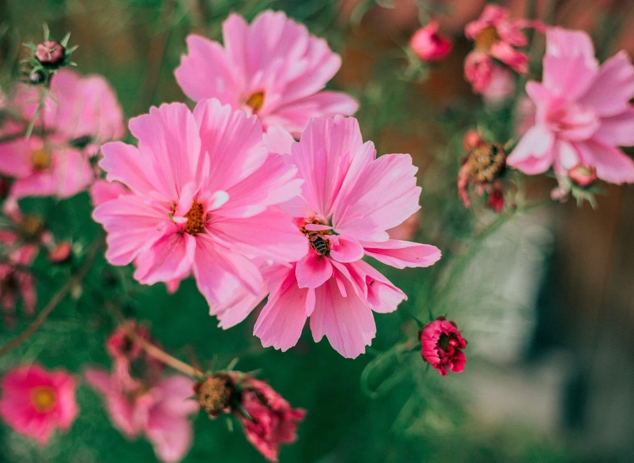 Kosmos podwójnie pierzasty jest rośliną jednoroczną, która uwielbia słońce.