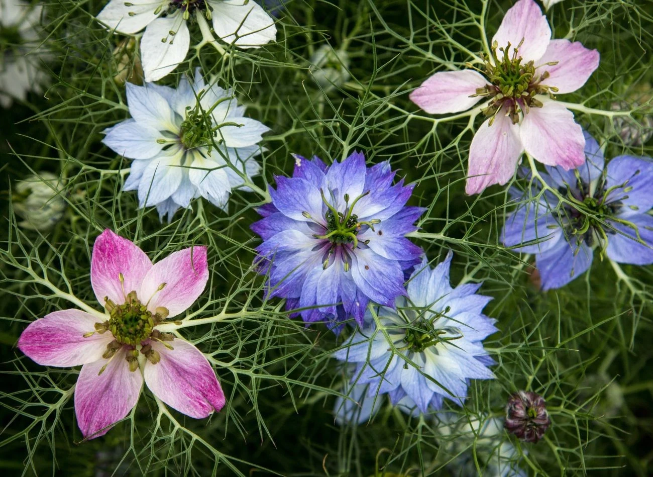 Nigella to roślina jednoroczna, która łączy dekoracyjność kwiatów z atrakcyjnymi owocostanami.