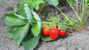 Wyjaśniamy, kiedy i jak usuwać rozłogi z truskawek.