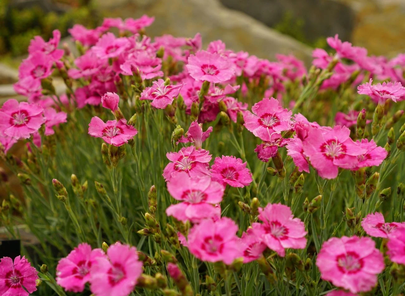 Kwiaty samosiewne to nie tylko piękna ozdoba ogrodu. To rośliny, które nie maja wymagań.