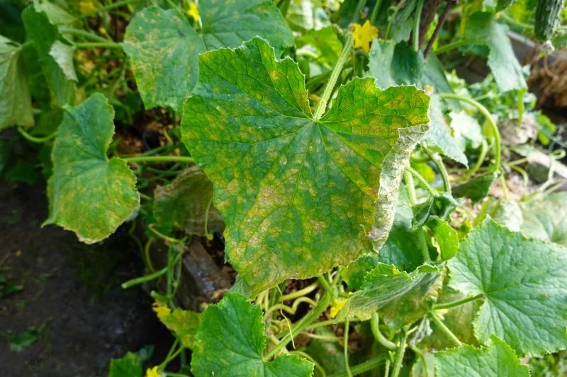 Skutki żerowania przędziorka chmielowca są opłakane