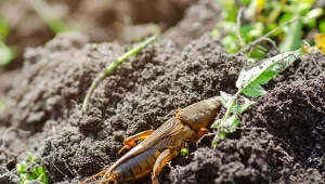 Turkuć podjadek większość życia spędza w ziemi. Owad żywi się korzeniami roślin. Jak wywabić go z gniazda?