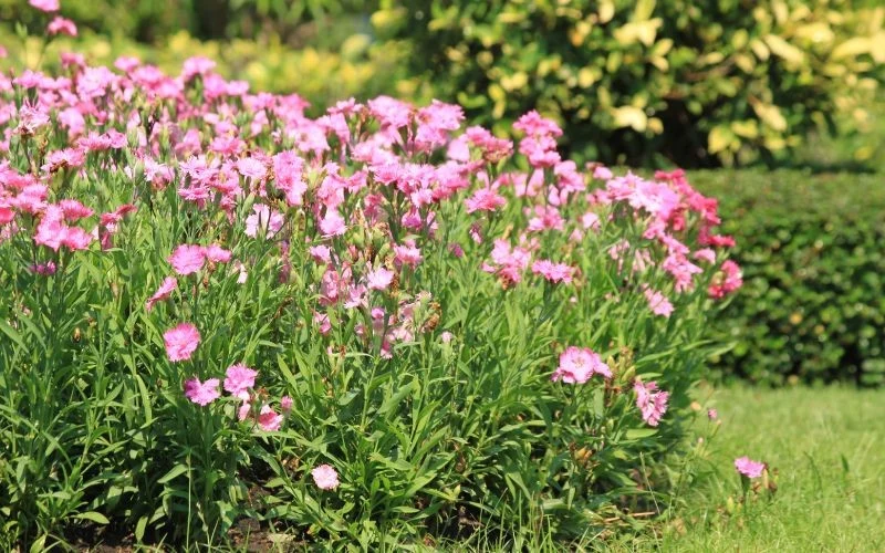 Dianthus caryophyllus może osiągnąć nawet 60 cm wysokości