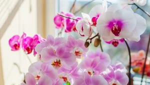 Jakie jest najlepsze miejsce w domu dla storczyka?