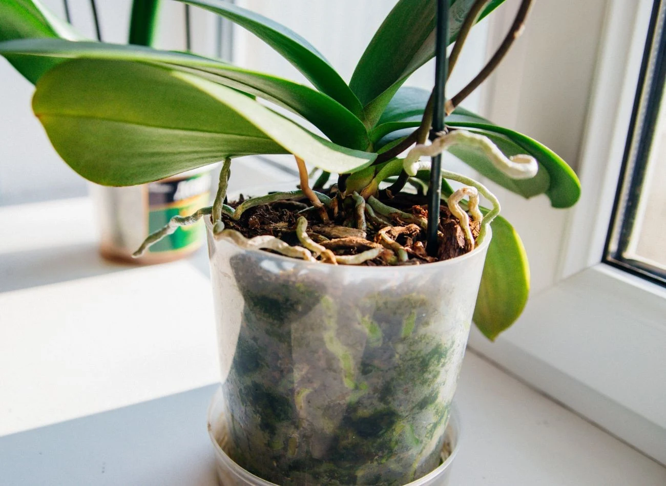 Wszystkie łodygi storczyka, na których znajdują się przekwitnięte kwiatostany, powinny być regularnie usuwane.