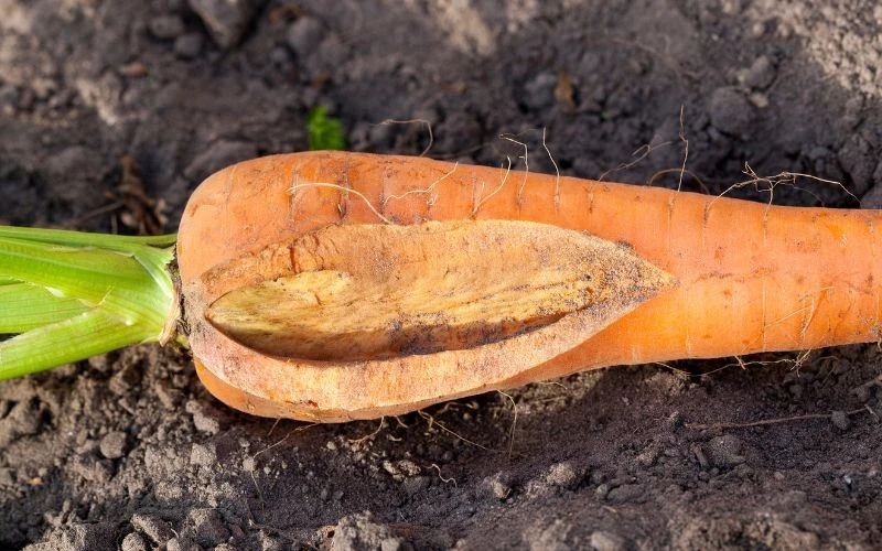 Marchew najlepiej radzi sobie na glebie przepuszczalnej