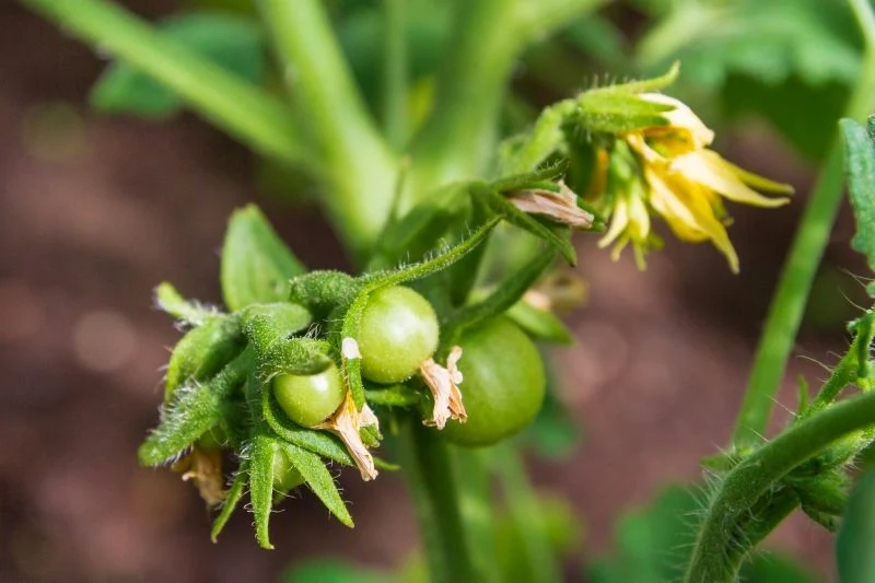 Jak zapobiegać opadaniu kwiatów pomidora