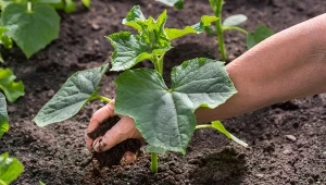 Rozkruszony korek dobrze sprawdzi się w ogrodzie, m.in. do ściółkowania i zatrzymywania wody w glebie.