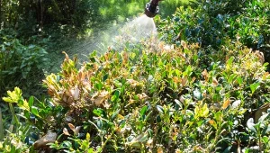 Wczesnoletnie cięcie bukszpanu i profilaktyczny oprysk to najlepsza ochrona przed miodówką bukszpanową.