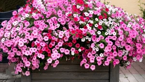 Jak dbać o surfinie, żeby pięknie kwitły?