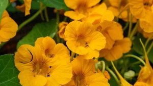 Jednoroczne pnącza na balkon i taras