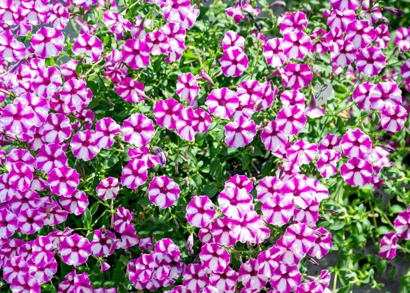 Surfinie trzeba często nawozić, by długo tworzyły kaskady kwiatów