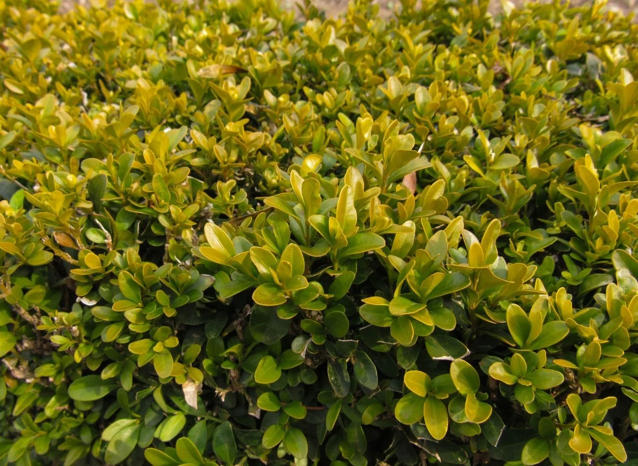 Miodówka wysysa soki z liści bukszpanu, powodując ich zniekształcenie, żółknięcie i skręcanie się.