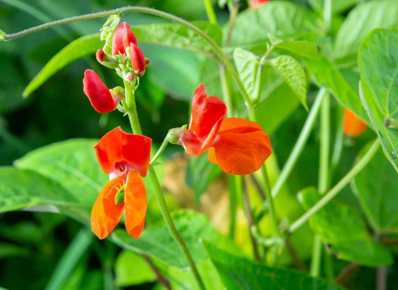 Fasola ozdobna jest jedną z najłatwiejszych w uprawie roślin pnących, które można mieć na balkonie.